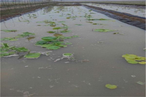 防滲膜和防水毯用于魚塘哪個更好